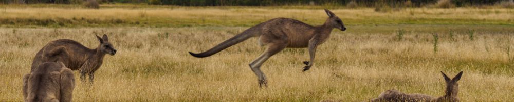 Tasmanien